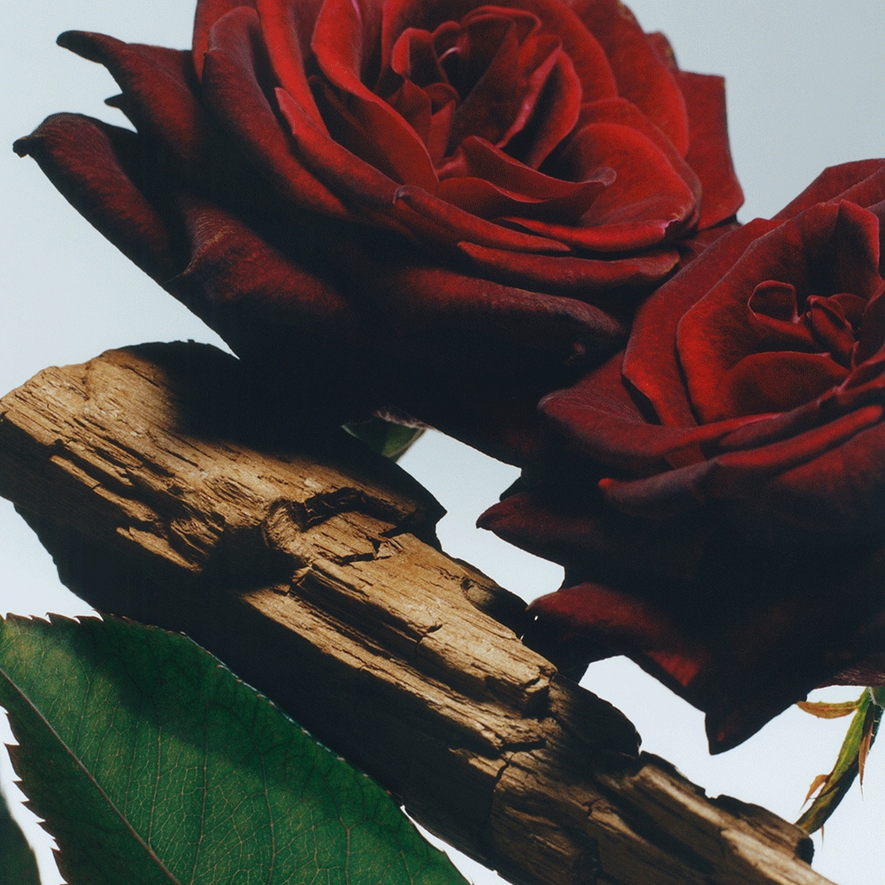 Velvet Rose & Oud Cologne Intense | Jo Malone London 香港官方網店