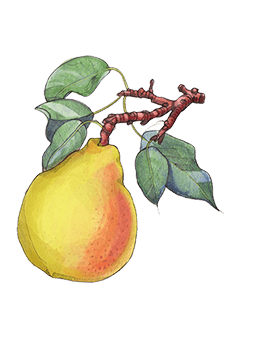 English Pear Freesia Cologne Hong Kong E Commerce Site Traditional Chinese